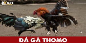 Đá Gà Thomo – Cuồng Nhiệt So Tài Chiến Thắng Vinh Quang