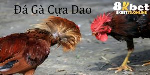 Đá Gà Cựa Dao - Trải Nghiệm Hấp Dẫn, Chuyên Nghiệp